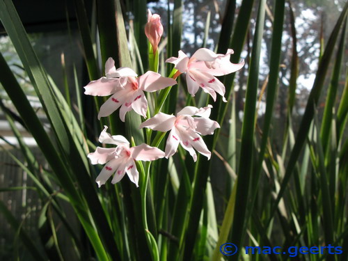 Gladiolus carneus